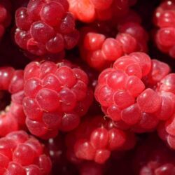 Répétition framboise XXL
