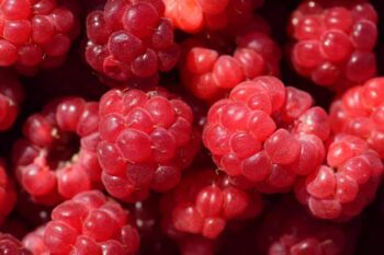 Répétition framboise XXL