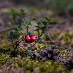 Canneberge, 1 plant issu d'un multiplat, prêt à planter !